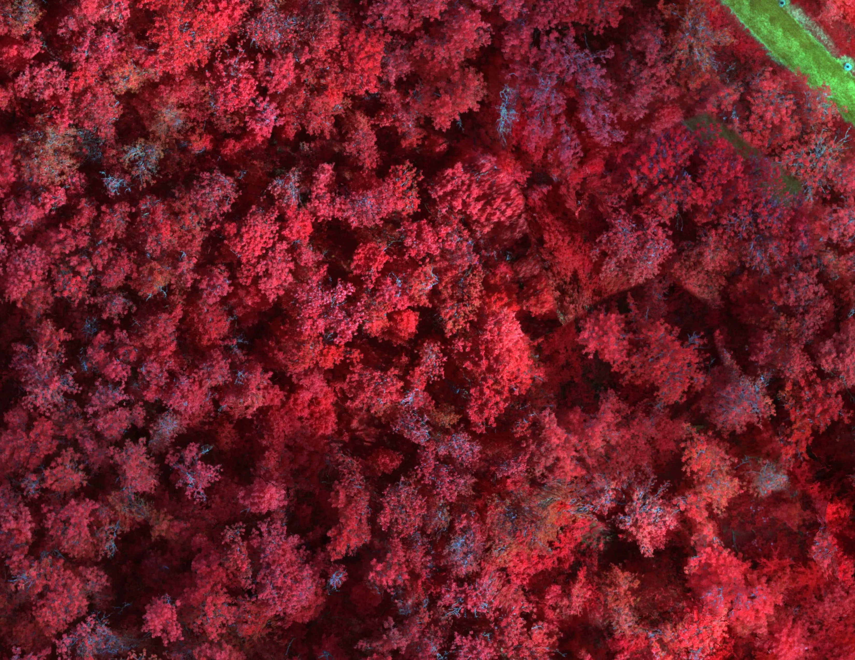 Color infrared multispectral imagery of the same Eugene corridor.