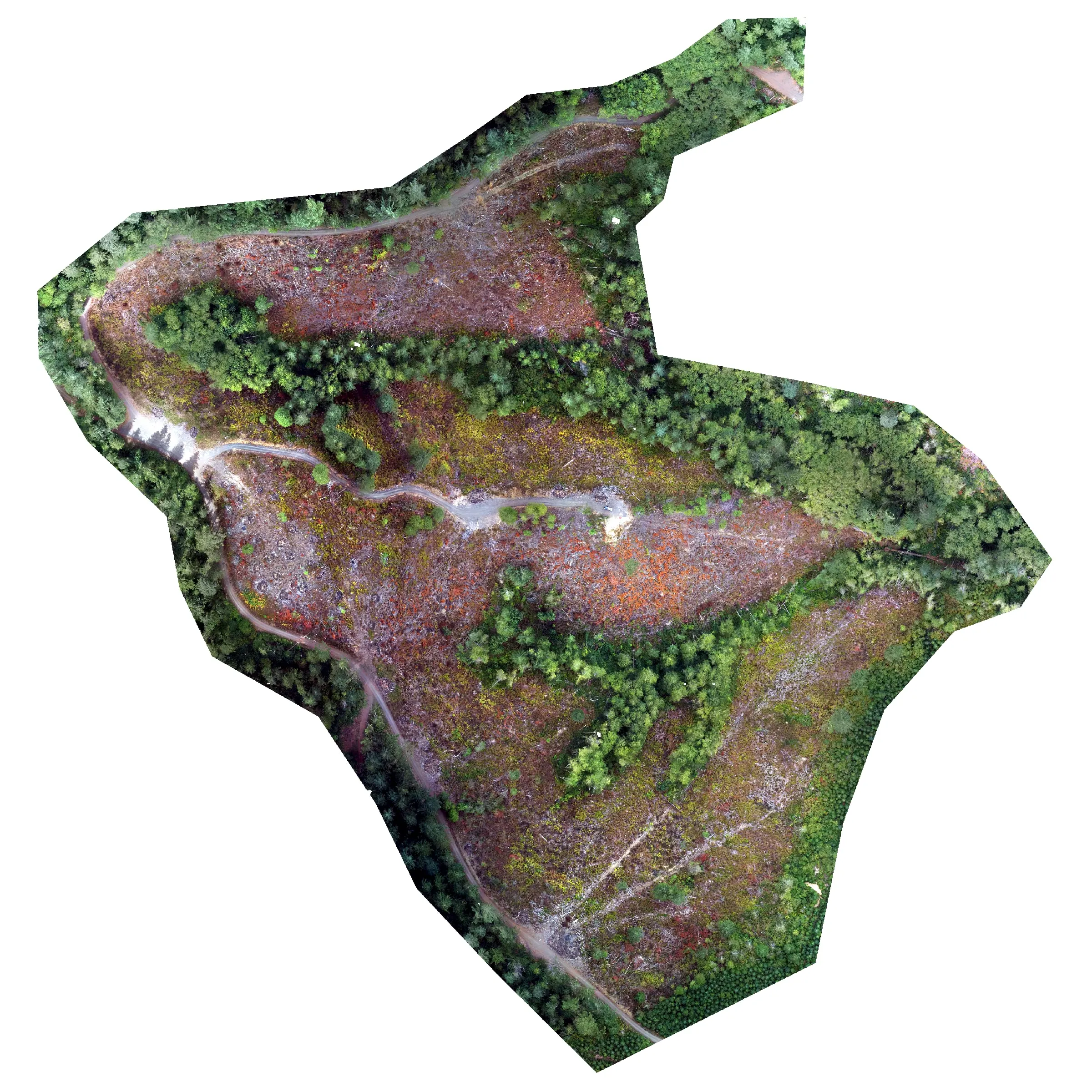 RGB orthomosaic of a post harvest unit: bare ground, slash, and standing trees along the unit boundary.