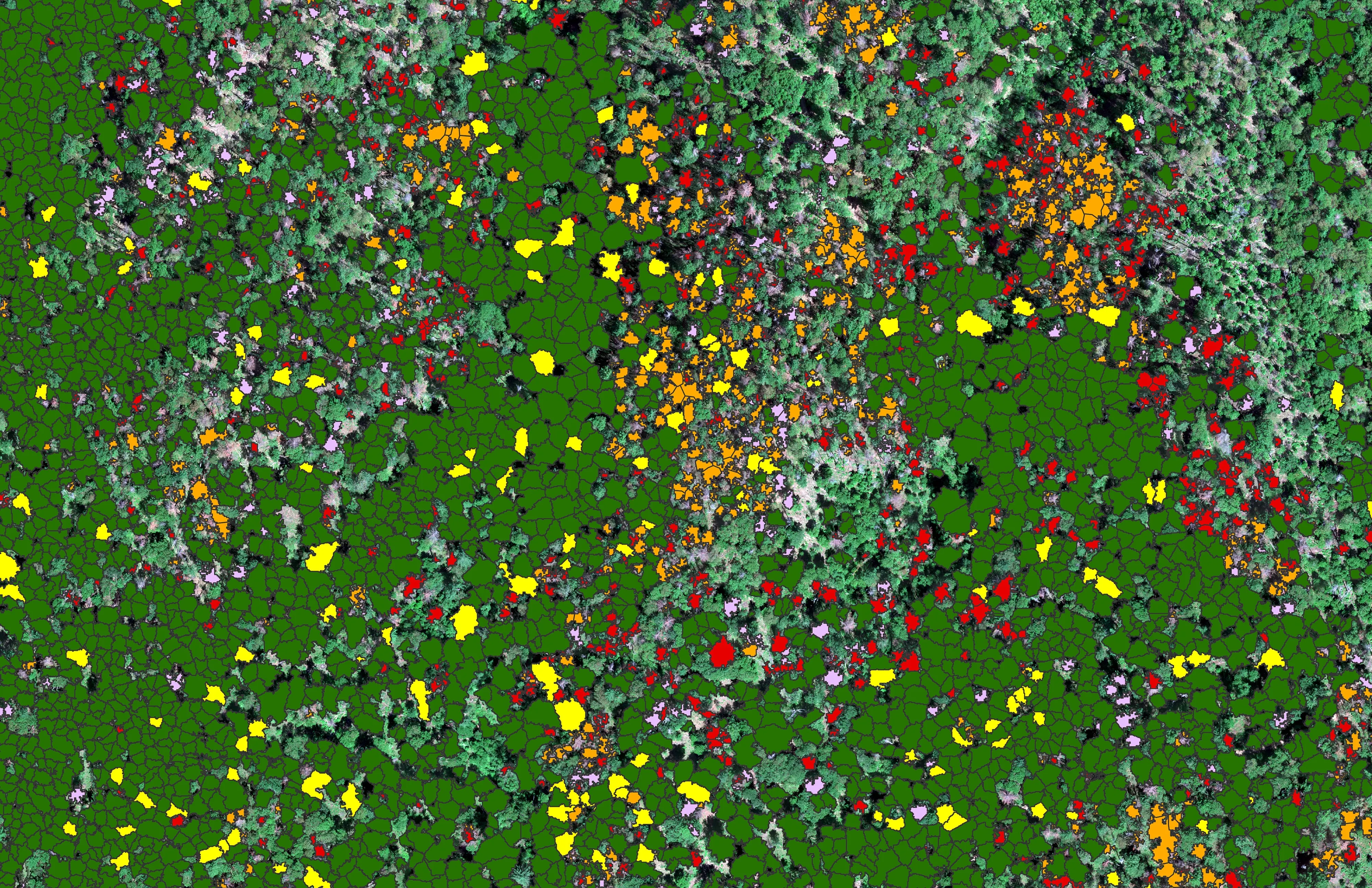Douglas fir crowns colored by health class over an orthomosaic of the Ashland watershed.