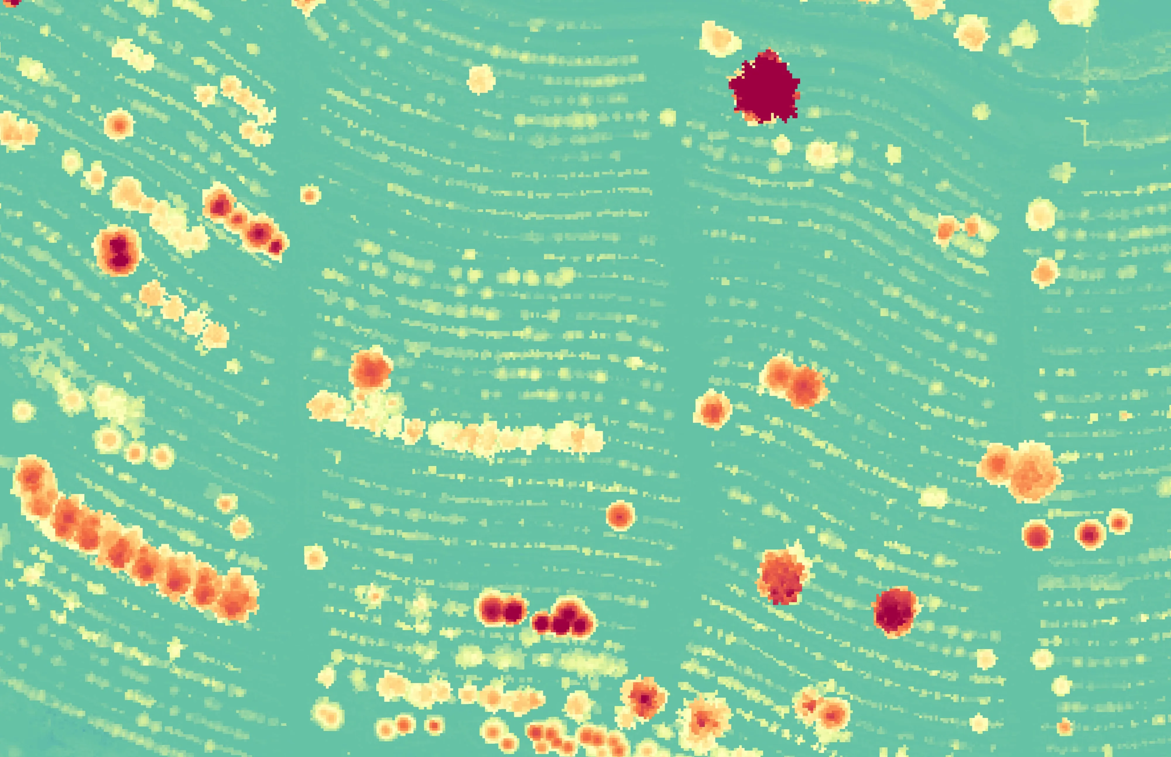 Canopy height model with treetop points in an orchard block.