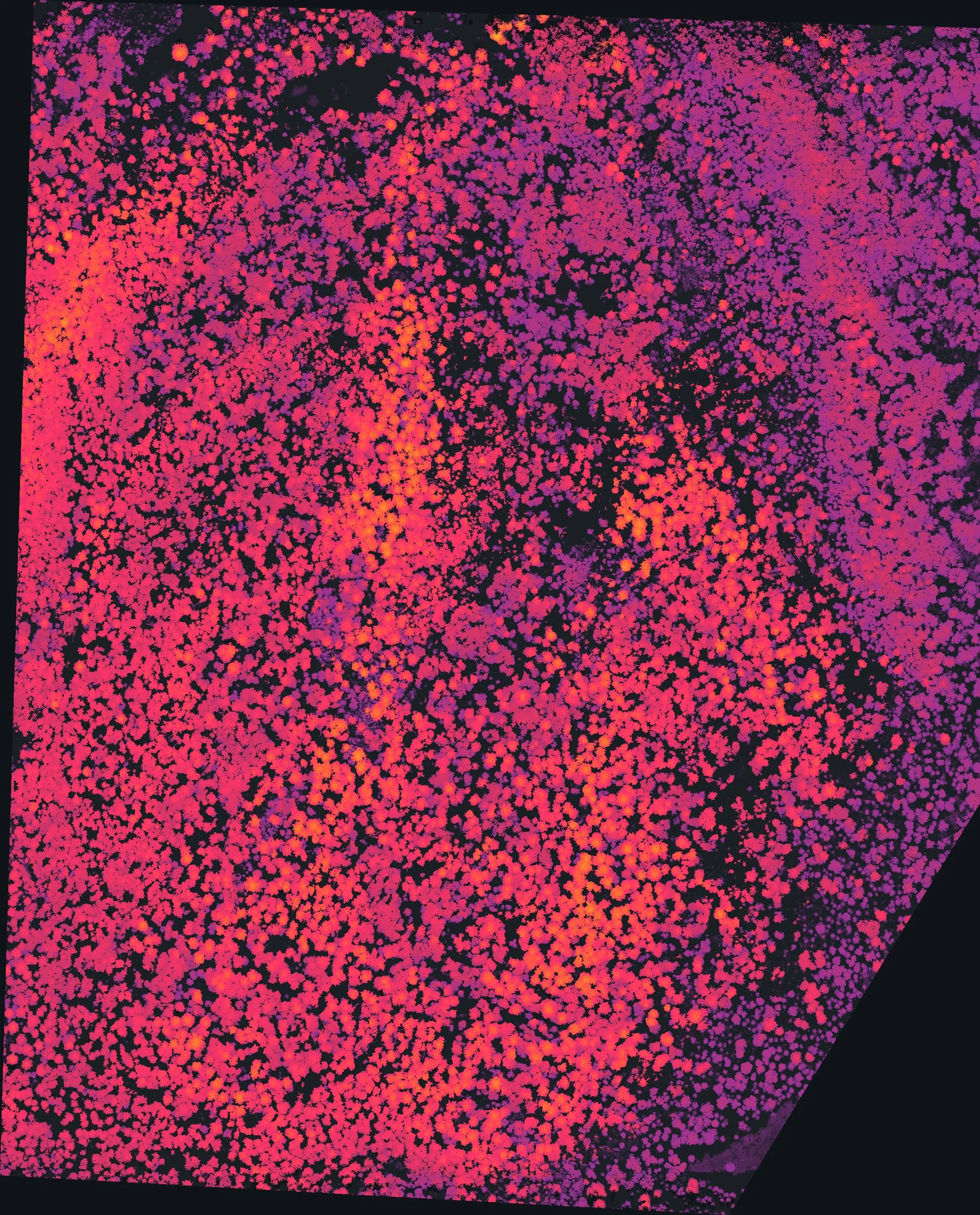 Canopy height model of a forested unit: thousands of crowns in magenta and orange on a dark ground, the tallest in yellow.