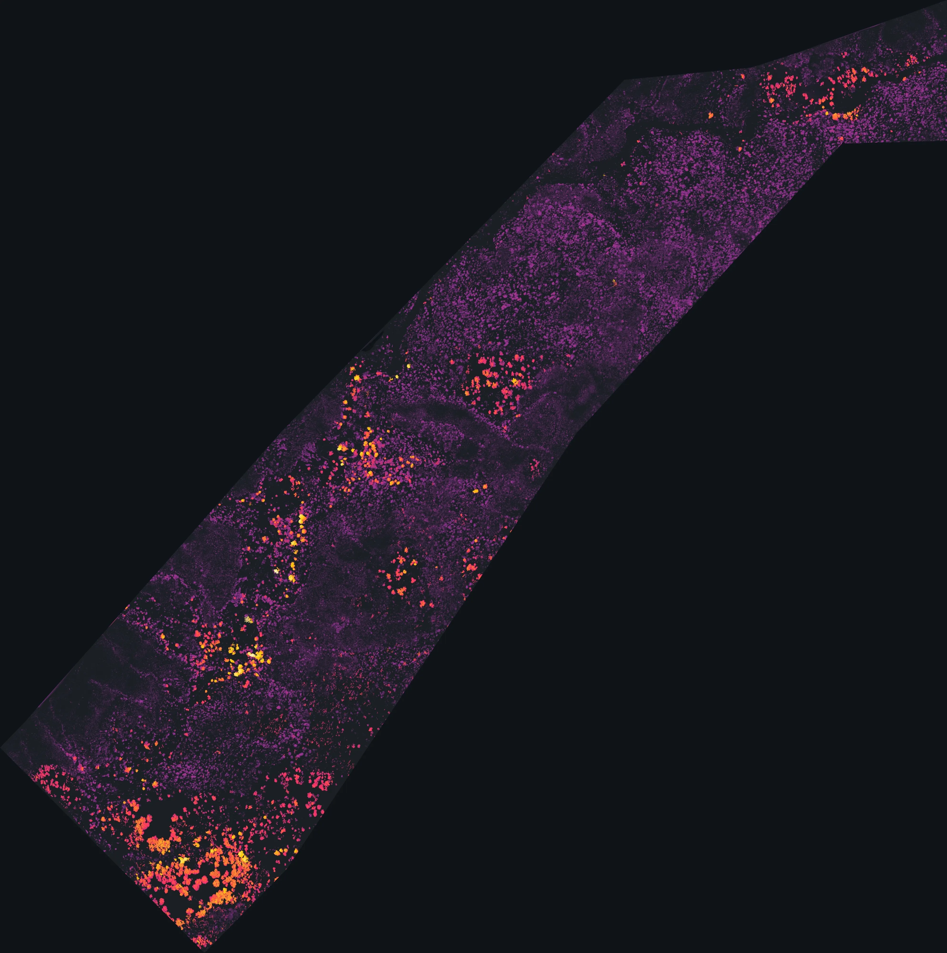 Canopy height model of Harley Gulch: chaparral and trees in magenta and orange on a dark ground, the tallest in yellow.