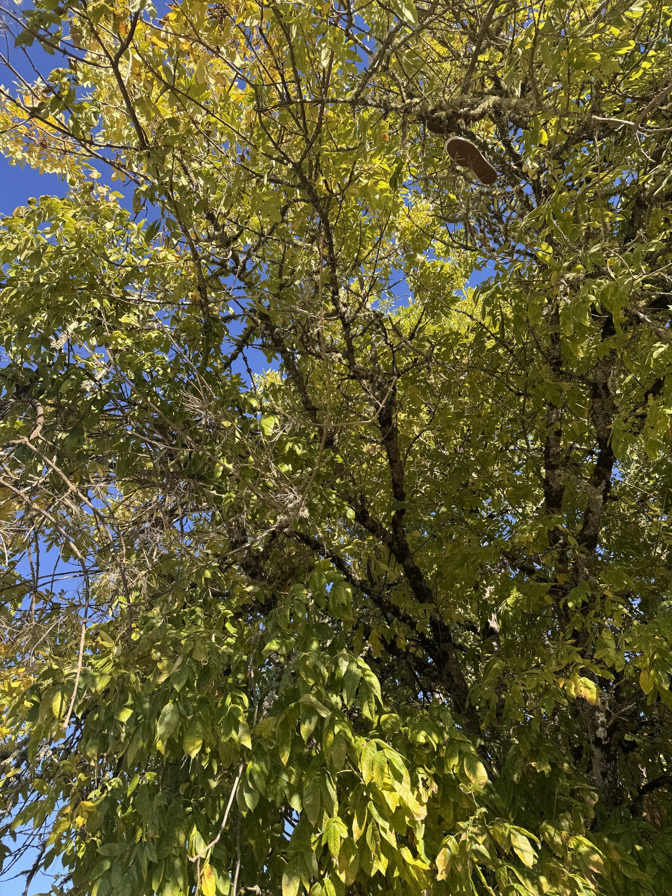 Oregon ash canopy turning yellow in the fall against a blue sky.