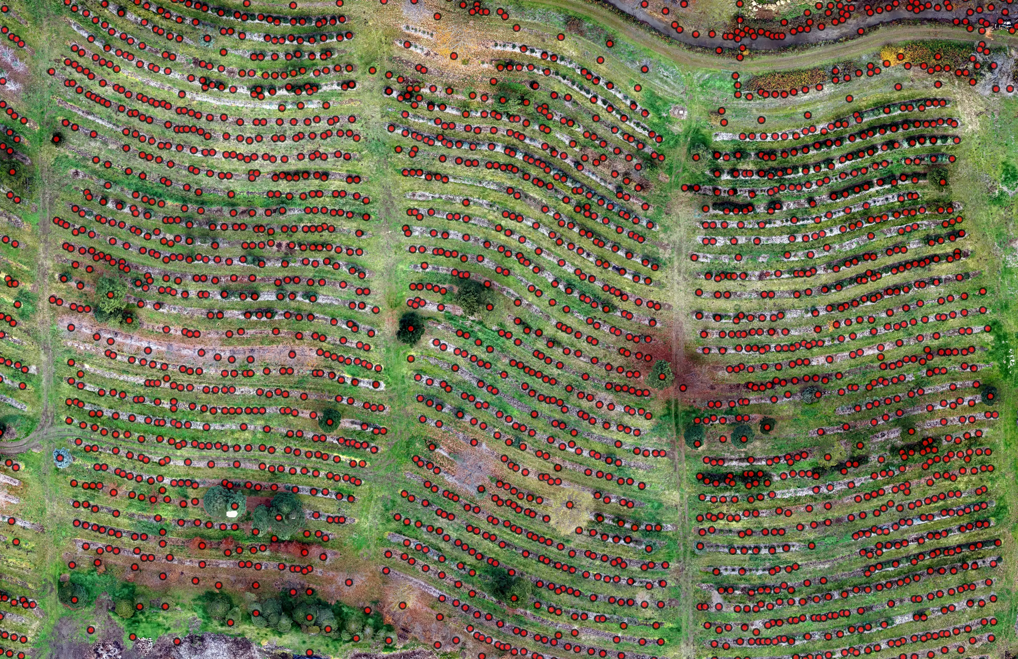 Orthomosaic of a farm with every tree marked as a point from the LiDAR canopy model.