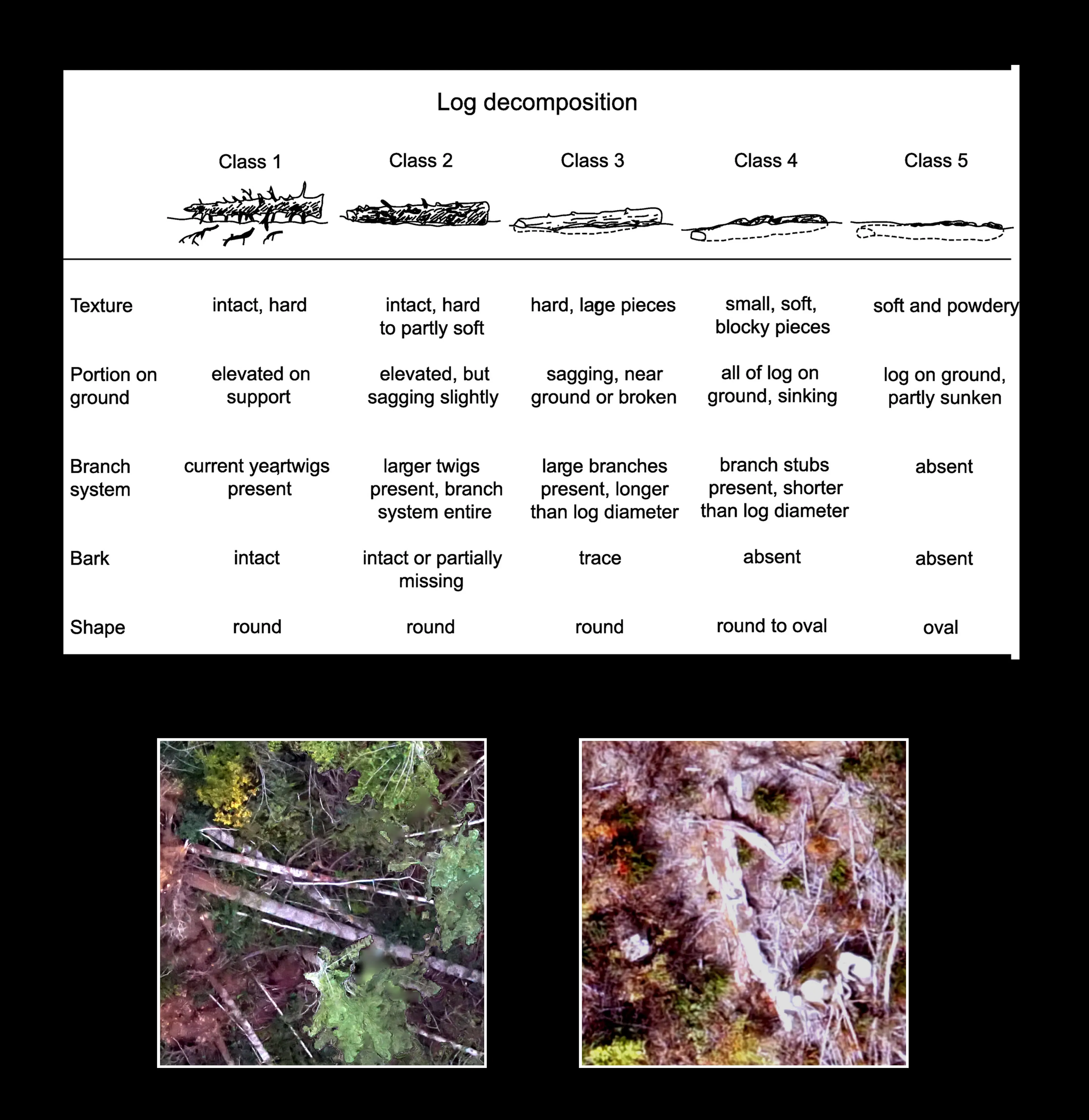 Table of the five log decomposition classes by texture, bark, branches and shape, with a ground photo of a fresh log and a soft, sunken one.