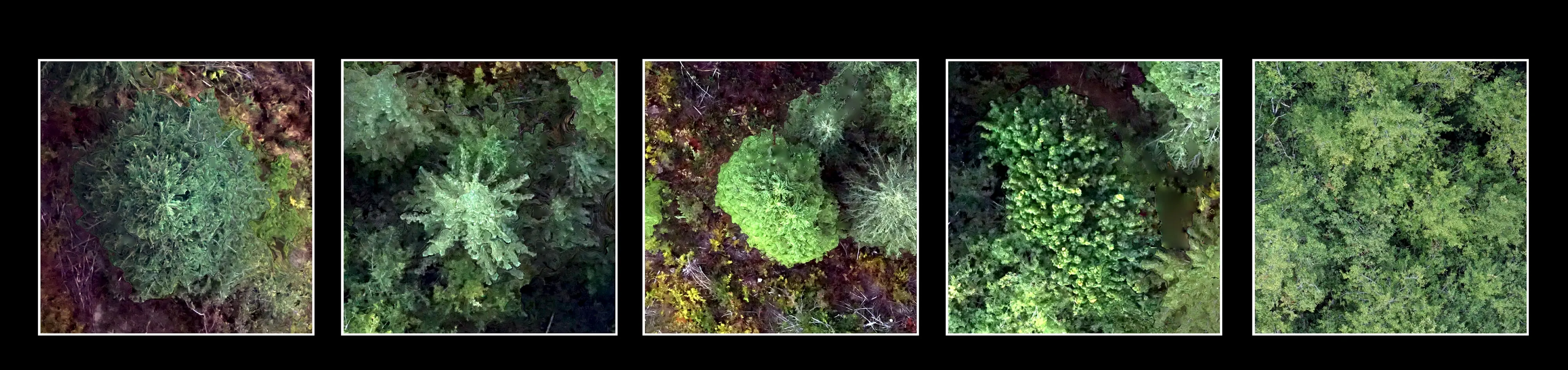 Five sample crowns cut from the orthomosaic, one per tree species, used to train the species classifier.