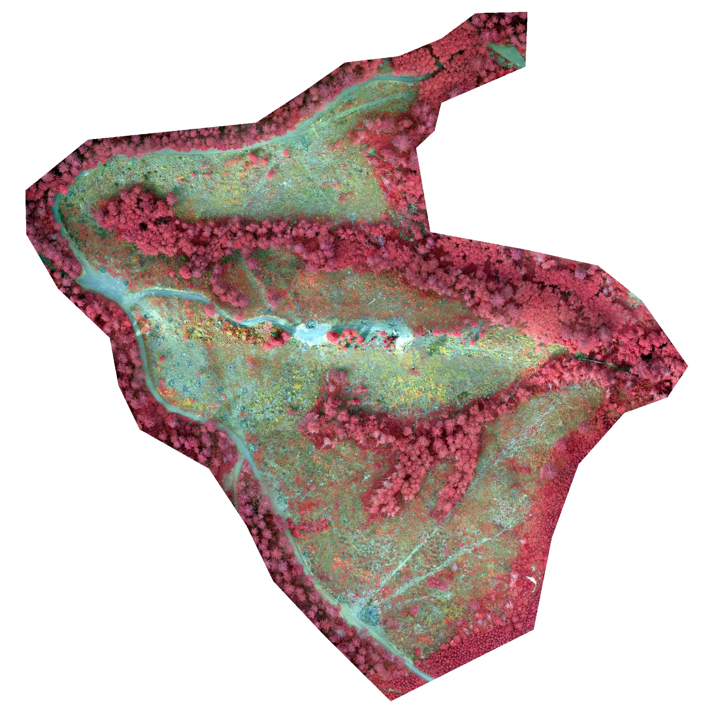 Color infrared orthomosaic of the post harvest unit: live canopy in red, slash and bare ground in grey and blue.