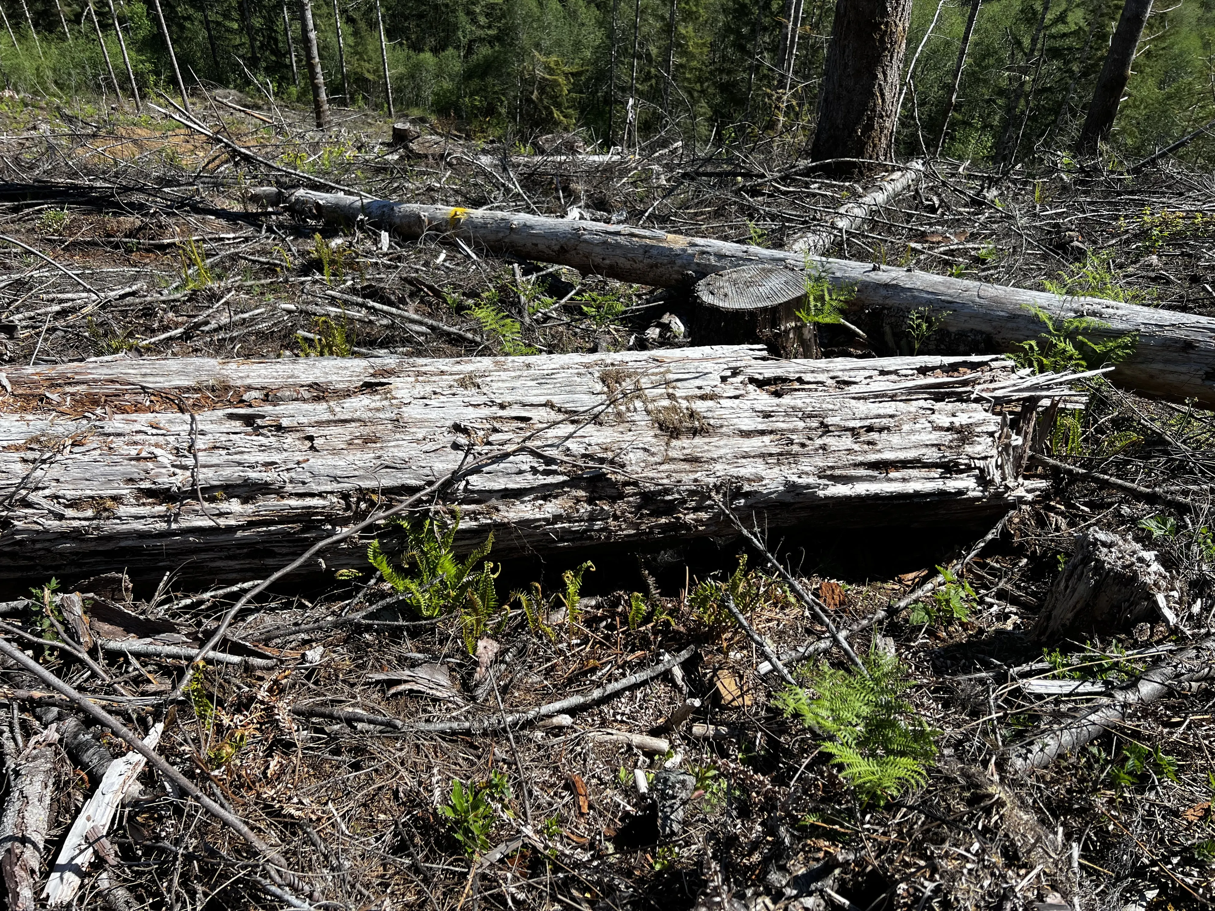 Downed logs and slash on a post harvest unit, a cut stump in the middle and standing timber on the hill behind.