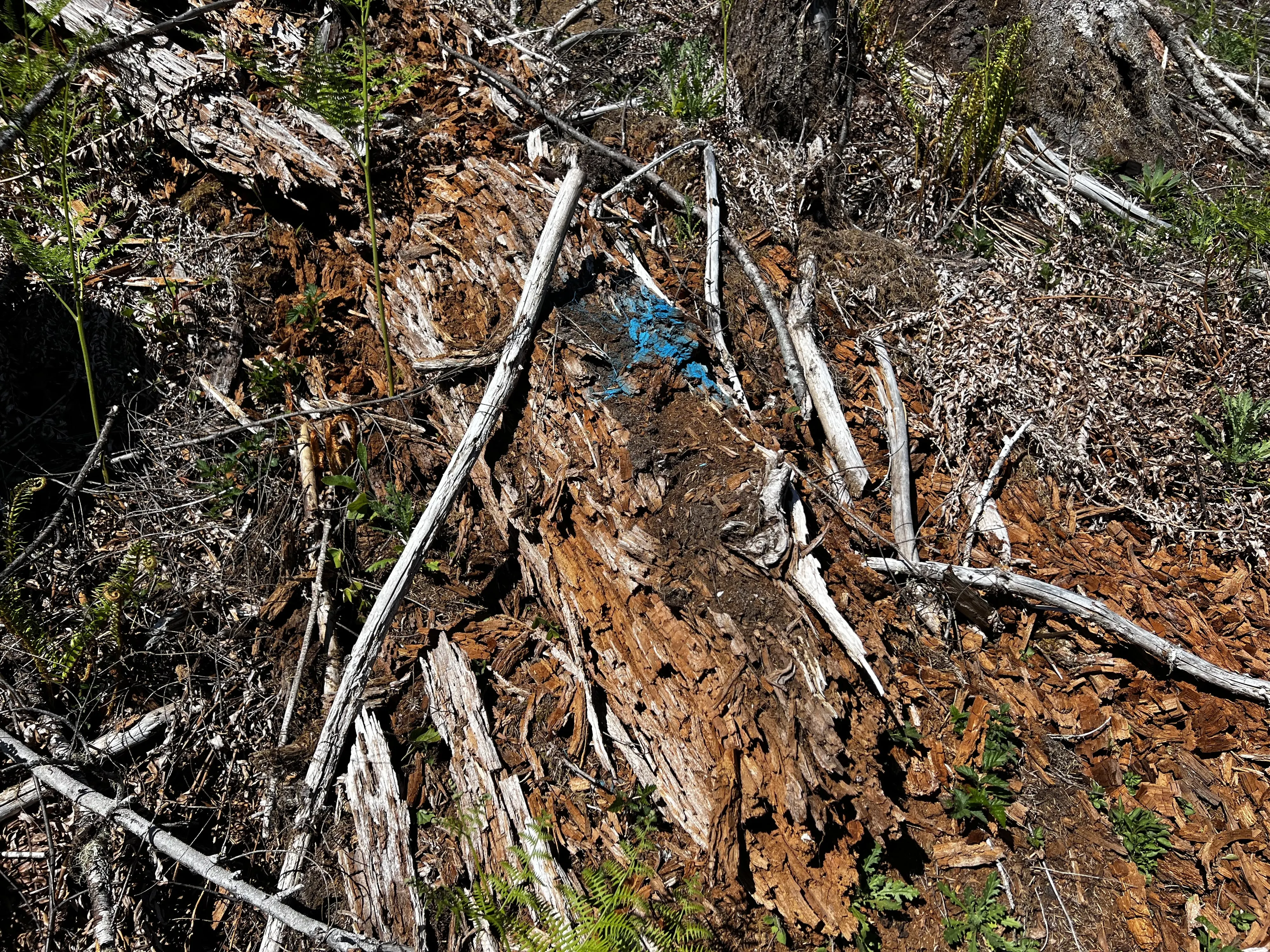 A soft, broken log on the ground with a blue paint mark, bark gone and the wood in orange chunks.