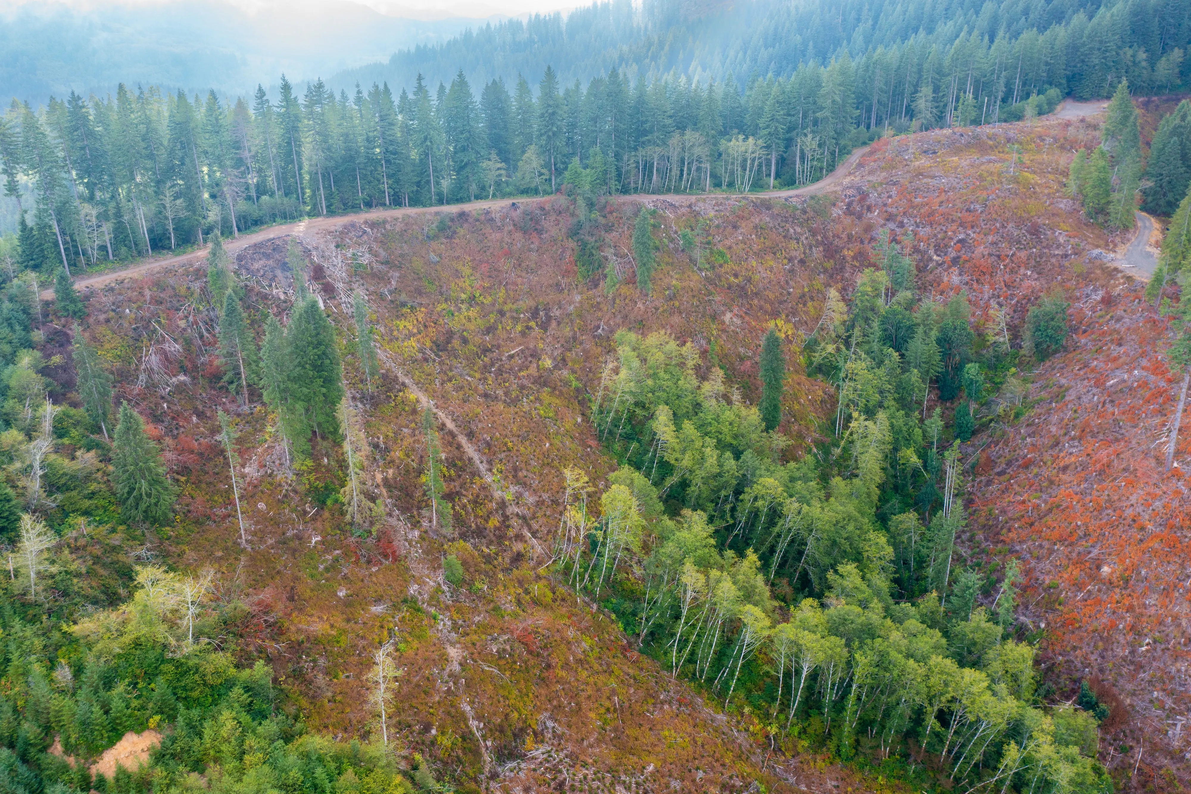 Oblique aerial view of a post harvest unit in the Oregon Coast Range: cut ground with slash, standing timber on the ridge behind.